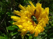 MONTE MINCUCCO (croce 1832 m - cima 2001 m) ad anello dal piano del Lago di Valmora il 17 luglio 2021 - FOTOGALLERY